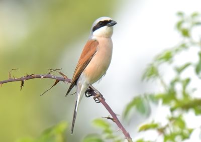 Red-backed Shrike 