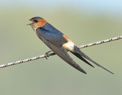 Red-rumped Swallow 