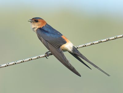 Red-rumped Swallow 