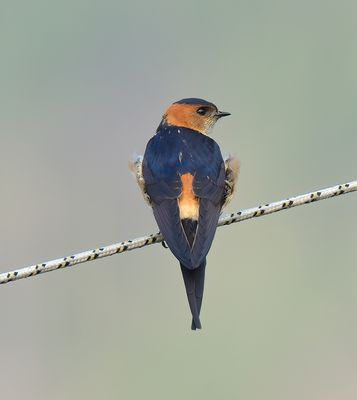 Red-rumped Swallow 
