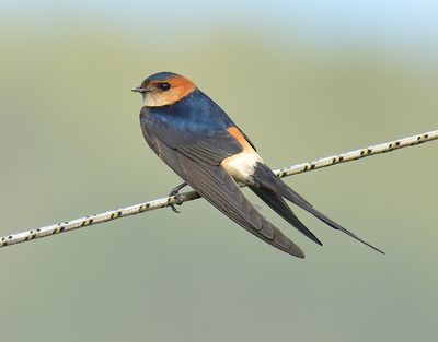 Red-rumped Swallow 