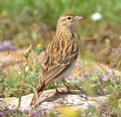 Short-toed Lark 