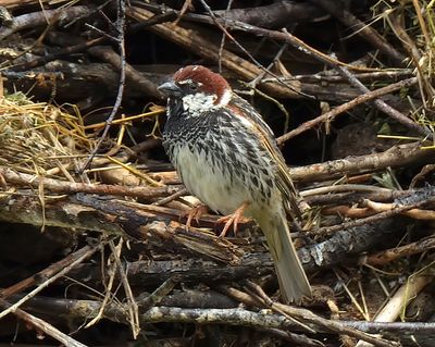 Spanish Sparrow 