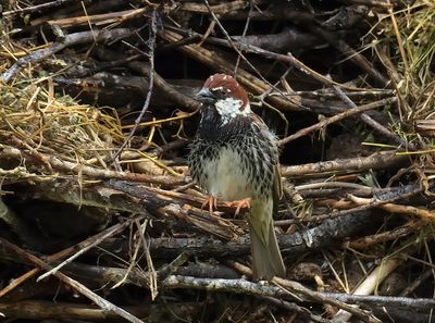 Spanish Sparrow 