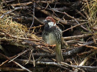 Spanish Sparrow 