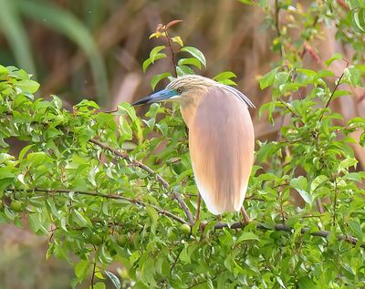 Squacco Heron 