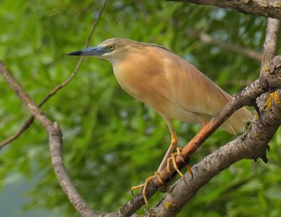 Squacco Heron 