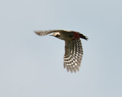 Syrian Woodpecker 