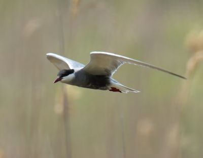 Whiskered Tern 