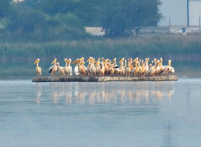 White Pelican 