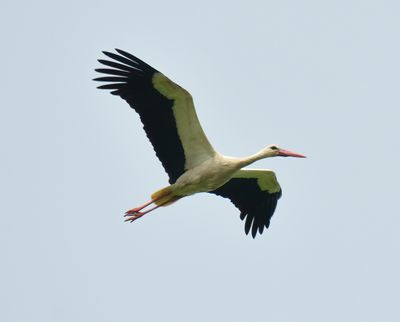 White Stork 