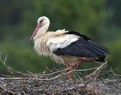 White Stork 