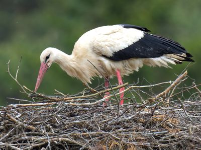 White Stork 