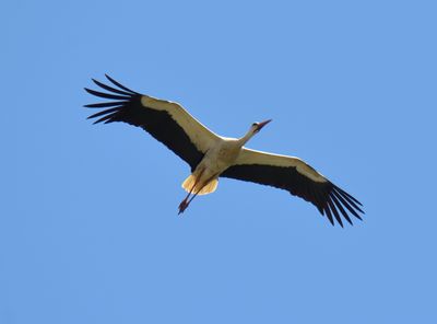 White Stork 