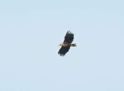 White-tailed Eagle 