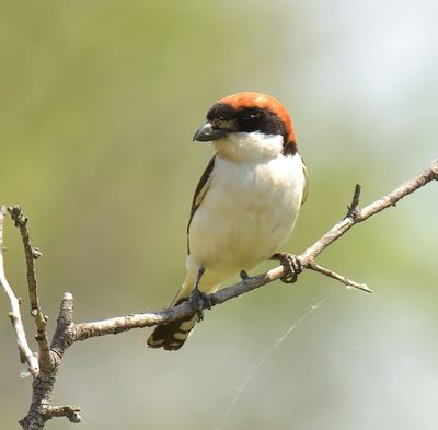 Woodchat Shrike 