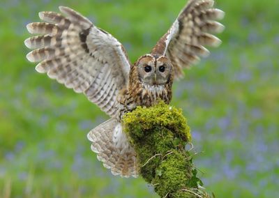 Tawny Owl 