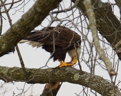 Bald Eagle 