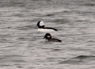 Bufflehead 