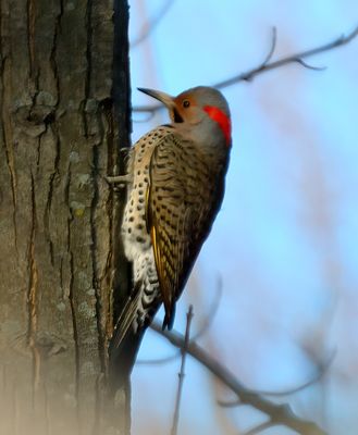 Northern Flicker 
