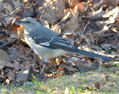 Northern Mockingbird