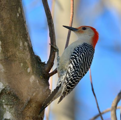 Red-bellied Woodpecker 