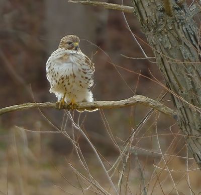 Red-tailed Hawk 