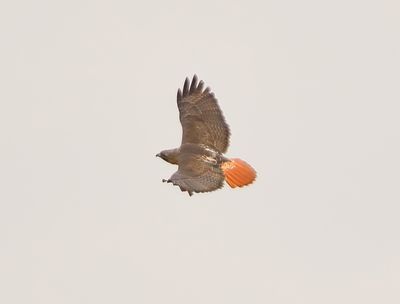 Red-tailed Hawk