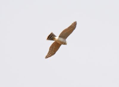 Sharp-shinned Hawk 