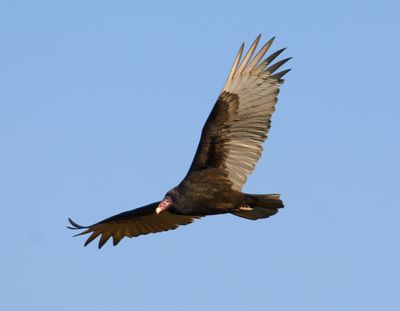 Turkey Vulture 