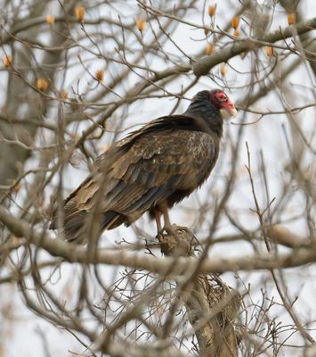 Turkey Vulture