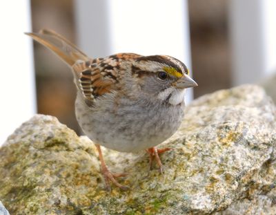 White-throated Sparrow 
