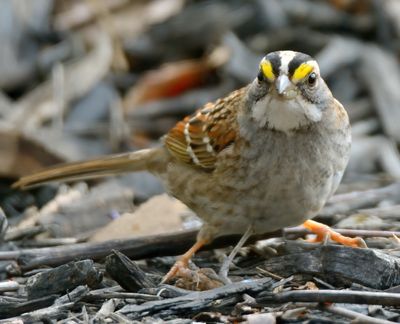White-throated Sparrow 