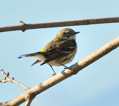 Yellow-rumped Warbler 