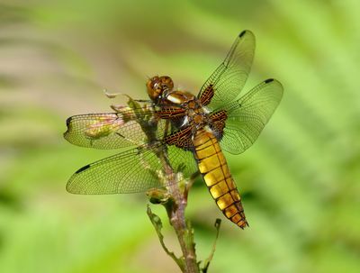 Broad-bodied Chaser 