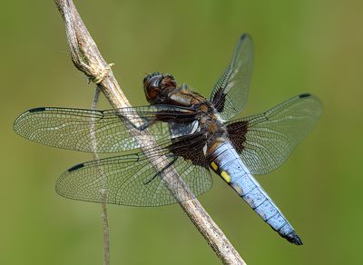 Broad-bodied Chaser 