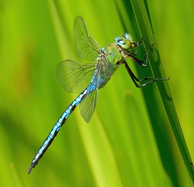 Emperor Dragonfly 