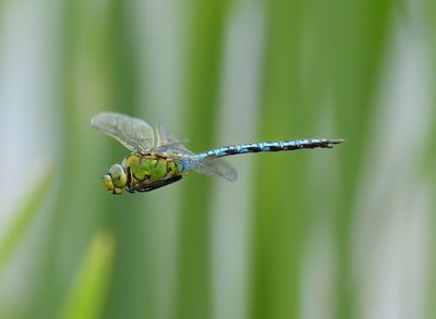 Emperor Dragonfly 