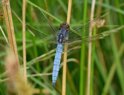Keeled Skimmer 