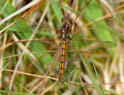 Keeled Skimmer 