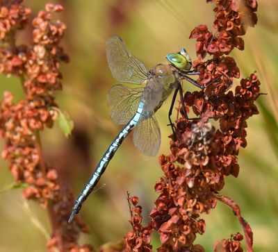Lesser Emperor