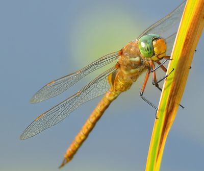 Norfolk Hawker 