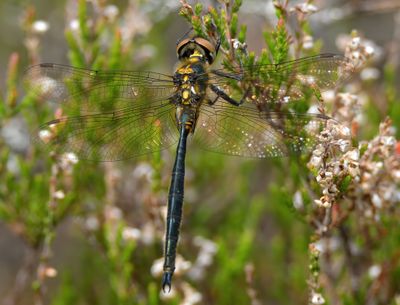 Northern Emerald 