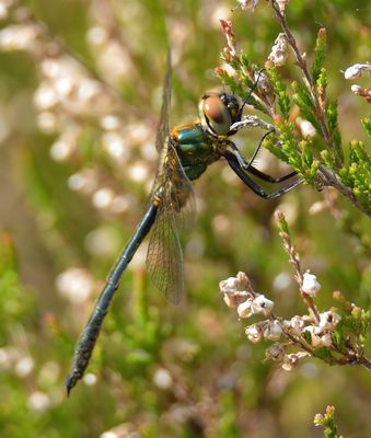 Northern Emerald 
