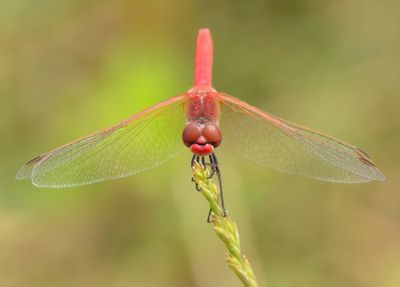 Red-veined Darter 