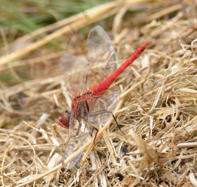 Red-veined Darter 