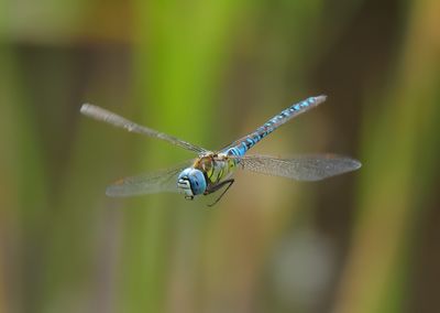 Souther Migrant Hawker
