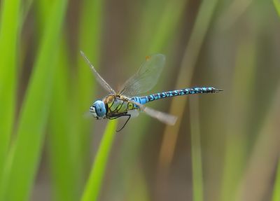 SOUTHERN MIGRANT HAWKER
