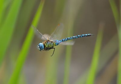 Southern Migrant Hawker