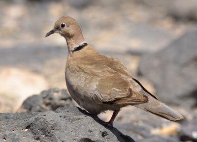 African Collared Dove